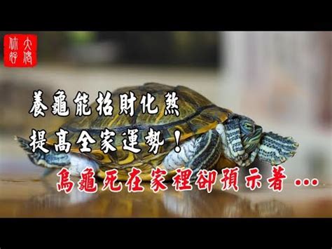 烏龜跑到家裡|烏龜闖入家中！驚人真相